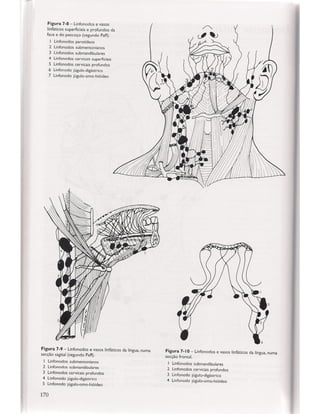 Livro: Anatomia da Face  odontostation@gmail.com