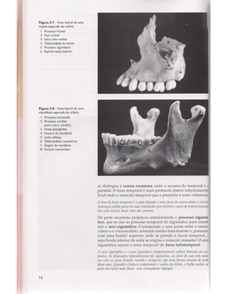 Livro: Anatomia da Face  odontostation@gmail.com