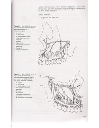 Livro: Anatomia da Face  odontostation@gmail.com