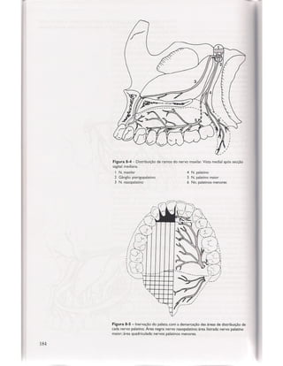 Livro: Anatomia da Face  odontostation@gmail.com