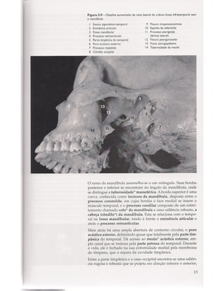 Livro: Anatomia da Face  odontostation@gmail.com