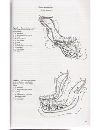 Livro: Anatomia da Face  odontostation@gmail.com