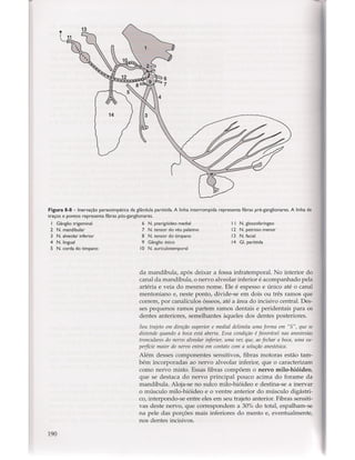Livro: Anatomia da Face  odontostation@gmail.com