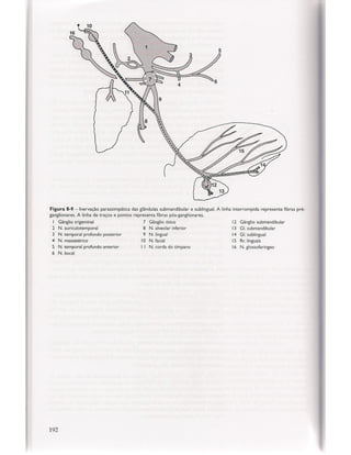 Livro: Anatomia da Face  odontostation@gmail.com
