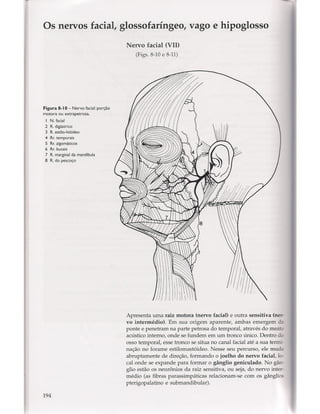 Livro: Anatomia da Face  odontostation@gmail.com