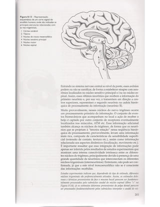 Livro: Anatomia da Face  odontostation@gmail.com