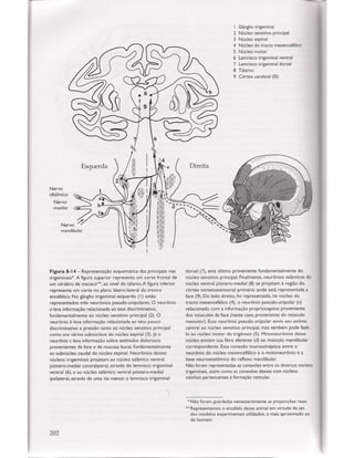 Livro: Anatomia da Face  odontostation@gmail.com