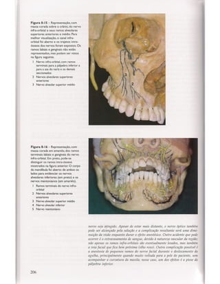 Livro: Anatomia da Face  odontostation@gmail.com