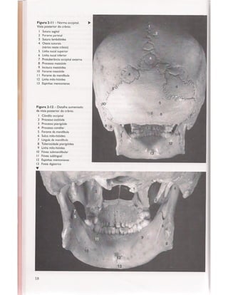 Livro: Anatomia da Face  odontostation@gmail.com