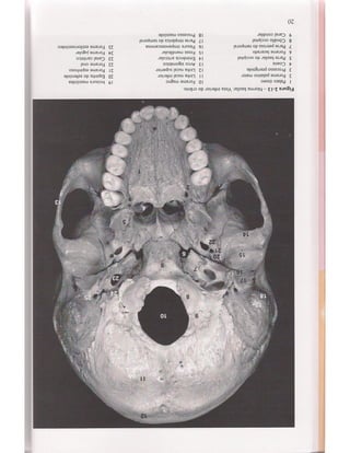 Livro: Anatomia da Face  odontostation@gmail.com