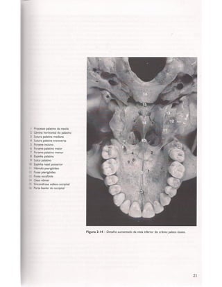 Livro: Anatomia da Face  odontostation@gmail.com