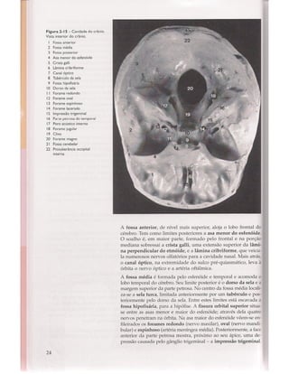Livro: Anatomia da Face  odontostation@gmail.com