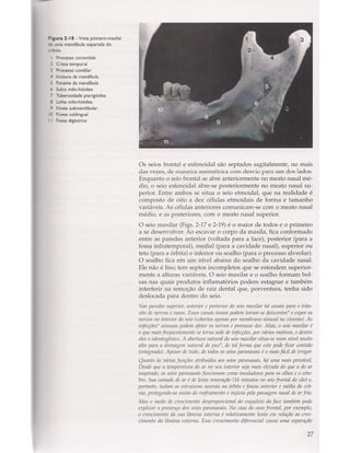 Livro: Anatomia da Face  odontostation@gmail.com