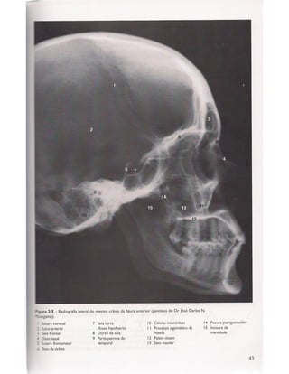 Livro: Anatomia da Face  odontostation@gmail.com