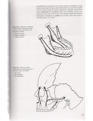Livro: Anatomia da Face  odontostation@gmail.com