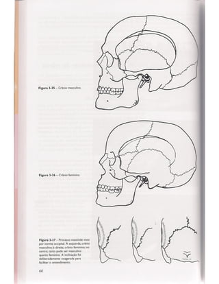 Livro: Anatomia da Face  odontostation@gmail.com
