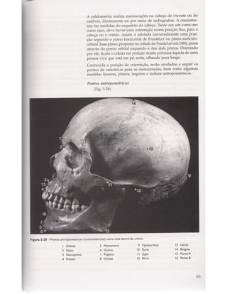 Livro: Anatomia da Face  odontostation@gmail.com