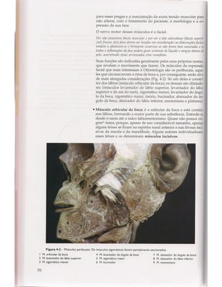 Livro: Anatomia da Face  odontostation@gmail.com