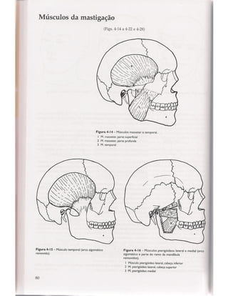 Livro: Anatomia da Face  odontostation@gmail.com