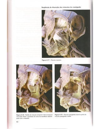Livro: Anatomia da Face  odontostation@gmail.com