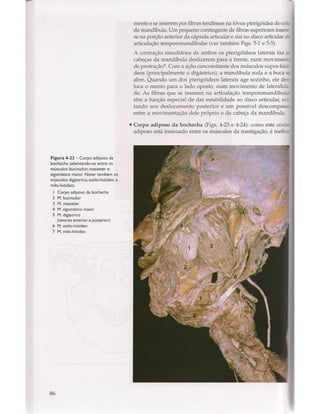 Livro: Anatomia da Face  odontostation@gmail.com