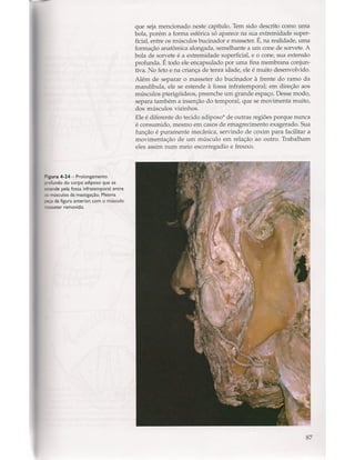 Livro: Anatomia da Face  odontostation@gmail.com