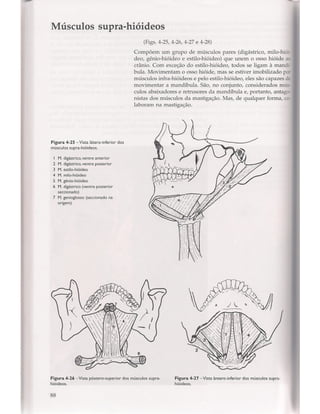 Livro: Anatomia da Face  odontostation@gmail.com