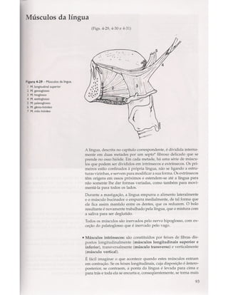 Livro: Anatomia da Face  odontostation@gmail.com