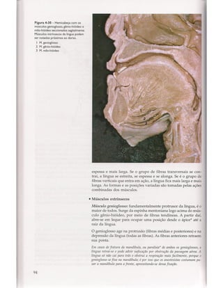 Livro: Anatomia da Face  odontostation@gmail.com
