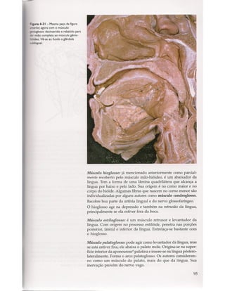 Livro: Anatomia da Face  odontostation@gmail.com