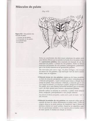 Livro: Anatomia da Face  odontostation@gmail.com