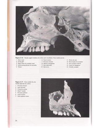 Livro: Anatomia da Face  odontostation@gmail.com