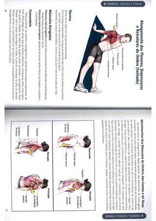 Livro anatomia do alongamento