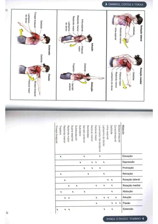 Livro anatomia do alongamento