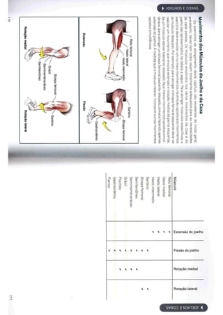 Livro anatomia do alongamento