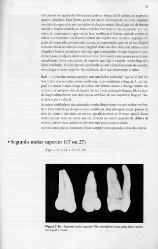 51

             Um arranjo irregular de sulcos principais em forma de H maiúsculo separa as
             quatro cúspides. Essa forma pode ser assim decomposta: as duas cúspides
             mesiais são separadas por um sulco de direção mésio-distal, que vai da fosseta
             mesial à fosseta central; as duas cúspides vestibulares são separadas por um
             sulco, já mencionado, que vai da face vestibular à fosseta central; ambos os
             sulcos se encontram na fosseta central em ângulo reto. As duas cúspides lin-
             guais são separadas por um sulco curvo, já mencionado, que vai da face lingual
             à fosseta distai ao lado da crista marginal distai ou além dela; este último sulco
             é ligado à fosseta central por um sulco que acompanha a longa diagonal e que,
             de tão raso, em alguns dentes nem se nota. Ele é assim raso porque passa trans-
             versalmente sobre uma ponte de esmalte que liga a cúspide mésio-lingual à
             disto-vestibular. O sulco apenas aprofunda a parte central da ponte de esmalte,
             sem chegar a interrompê-la. Na realidade, ela é que interrompe o sulco.

             Raiz - o primeiro molar superior tem um bulbo radicular* que se divide em
             três raízes, nas posições mésio-vestibular, disto-vestibular e lingual. A raiz lin-
             gual é a maior e mais longa de todas; tem forma cónica e diverge muito das
             outras (e do próprio eixo do dente) devido a sua inclinação lingual. Ela é sulca-
             da longitudinalmente nos dois terços cervicais de sua superfície lingual. Não
             se desvia para a distai.
             As raízes vestibulares são achatadas mésio-distalmente e a raiz mésio-vestibu-
             lar é bem mais larga do que a disto-vestibular. Elas divergem muito pouco do
             eixo do dente e são mais ou menos paralelas entre si. O terço apical dessas
             raízes muitas vezes se curva um em direção ao outro (aspecto de chifres de
             touro), outras vezes ambos se desviam um pouco para a distai.
             As três raízes não se fusionam. Estão sempre bem separadas uma das outras.



Segundo molar superior (17 ou 27)
                (Figs. 2-23, 2-24, 2-25 e 2-26)




                Figura 2-26 - Segundo molar superior. Três exemplares vistos pelas faces vestibu-
                lar, lingual e mesial.
 