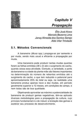 59
5.1. Métodos Convencionais
A bananeira (Musa spp.) propaga-se por semente e
por muda, sendo mais usual e eficiente a propagação por
muda.
Uma bananeira pode produzir tantas mudas quantas
forem as folhas emitidas (38 ± 2) até o surgimento do cacho,
quando cessa essa atividade. Contudo, a variedade, o porte
da bananeira e a idade da planta-mãe são fatores importantes
na determinação do número de rebentos emitidos até o
surgimento do cacho, o que tem reduzido o potencial para
aproximadamente 25% do total ou seja, na realidade uma
bananeira produz apenas nove a dez mudas, em período
geralmente superior a 12 meses, em condições de campo, e
nem todas são de boa qualidade.
Objetivando aproveitar ao máximo a potencialidade da
bananeira de produzir gemas vegetativas, têm-se aplicado
diversas metodologias para a propagação da cultura, cujo
princípio fundamental é o de induzir a brotação das gemas e
acelerar seu processo de desenvolvimento.
Capítulo V
Propagação
Élio José Alves
Marcelo Bezerra Lima
JanayAlmeida dos Santos-Serejo
Aldo Vilar Trindade
 