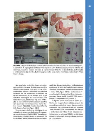 PedroFilipeRibeiroAraújo,MariadasGraçasLimaCoêlho,MarianaBezerraCoimbraHolandaetal.
121
A B
C D
FIGURA 8.2. Figura ilustrativa das técnicas e ferramentas utilizadas na coleta de tecidos do beijupirá,
R. canadum. A, exposição e coleta do trato digestório (alvo deste estudo). B, maiores detalhes do
estômago, intestinos e cecos pilóricos. C, equipamentos utilizados na desidratação, diafanização
e emblocamento dos tecidos. D, lâminas preparadas para análise histológica. Fotos: Pedro Filipe
Ribeiro Araújo.
Na sequência, os tecidos foram organiza-
dos em histocassetes e desidratados em série
alcoólica crescente de 70%, 80%, 95% e 100%;
diafanizados em xilol e infiltrados com parafina
liquefeita em um processador automático de
tecidos da marca LUPETEC modelo PT05 (Lupe
Indústria Tecnológica de Equipamentos para
Laboratório Ltda., São Carlos, SP). Após infiltra-
ção, os tecidos foram emblocados em parafina
com auxílio de um emblocador da marca Hes-
tion modelo TEC-2800 (Hestion Scientific Pty
Ltd., Clayton, Austrália; Figura 8.2 C).
Paramontagemdaslâminashistológicasforam
realizados cortes a cinco micrômetros de espessu-
ra, em micrótomo LEICA MR2125RT (Leica Biosys-
tems Nussloch GmbH, Nussloch, Alemanha). Os
cortes foram postos em banho Maria para elimi-
nação das dobras nos tecidos e então coletados
em lâminas de vidro. Após aderência dos tecidos
às lâminas, estes foram corados em hematoxilina
e eosina (H&E, Figura 8.2 D) e analisados ao mi-
croscópio óptico (Leica), utilizando-se índices pro-
postos por Baeverfjord & Krogdahl (1996) adapta-
dos para o presente estudo (Tabela 8.2).
Os fígados foram analisados de forma qua-
litativa. As imagens foram obtidas através de
uma câmera digital da marca Canon modelo
PowerShot S50, acoplada através do software
Zoom browser EX. Os dados obtidos das leituras
e atribuições dos índices foram tratados esta-
tisticamente no software SPSS 7.5 for Windows
(Illinois, USA) através de teste não paramétrico
de Kruskal-Wallis.
 