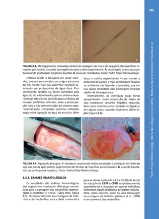 PedroFilipeRibeiroAraújo,MariadasGraçasLimaCoêlho,MarianaBezerraCoimbraHolandaetal.
123
A B
FIGURA 8.3. Microrganismos removidos através de raspagem do muco do beijupirá, Rachycentron ca-
nadum, por ocasião da coleta dos espécimes após cultivo experimental. A, visualização da estrutura pe-
duncular do protozoário do gênero Epystilis. B, larvas de nematodos. Fotos: Pedro Filipe Ribeiro Araújo.
Embora sendo o beijupirá um peixe mari-
nho, quando em contato com a água estuarina
do Rio Pacoti, teve sua superfície corporal co-
lonizada por protozoários de água doce. Pro-
vavelmente Epystilis sp. foram carreados pela
água do rio e bombeados para o sistema expe-
rimental. Isto chama atenção para a eficácia do
manejo profilático utilizado, onde a preocupa-
ção com a não contaminação do sistema expe-
rimental pelos compostos químicos utilizados
exigia nova captação de água do estuário. Além
disso, o cultivo experimental visava manter o
ambiente de cultivo o mais semelhante possível
ao ambiente das fazendas comerciais, que em
sua quase totalidade não empregam medidas
rígidas de biossegurança.
Internamente, os indivíduos cujas dietas
apresentavam maior proporção de farelo de
soja mostraram tamanho hepático reduzido,
bem como manchas amarronzadas no fígado e,
em alguns casos, aspecto liquefativo deste ór-
gão (Figura 8.4).
A B
FIGURA 8.4. Fígado do beijupirá, R. canadum, mostrando lesões associadas à utilização de farelo de
soja nas dietas após cultivo experimental de 56 dias. A, manchas amarronzadas. B, aspecto liquefa-
tivo do parênquima hepático. Fotos: Pedro Filipe Ribeiro Araújo.
8.3.3. EXAMES HEMATOLÓGICOS
Os resultados das análises hematológicas
dos organismos mostraram diferenças estatís-
ticas para a contagem dos neutrófilos segmen-
tados e linfócitos (P < 0,05, Tukey HSD; Figura
8.5). O comportamento das contagens de linfó-
citos e de neutrófilos para a dieta comercial e
para as dietas contendo 41,5 e 50,0% de farelo
de soja (dietas CB37 e CB50, respectivamente)
assemelha-se a situações em que os indivíduos
enfrentam algum problema de ordem inflama-
tória, como enterite, onde há uma diminuição
na contagem de linfócitos (Alvarez et al., 1988)
e um aumento dos neutrófilos.
 