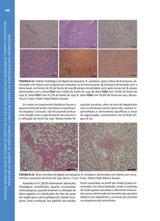 INVESTIGAÇÃOHISTOPATOLÓGICADOFÍGADOEINTESTINOEHEMATOLOGIADEJUVENISDOBEIJUPIRÁ,
Rachycentrumcanadum,ALIMENTADOSCOMCRESCENTESNÍVEISDEINCLUSÃODEFARELODESOJAEMDIETASPRÁTICAS
130
A B C
FED
FIGURA 8.11. Padrão histológico do fígado do beijupirá, R. canadum, após cultivo de 8 semanas, ali-
mentado com dietas com progressivas reduções na farinha de peixe. A, beijupirá alimentado com a
dieta basal, contendo 16,1% de farelo de soja; B, peixes alimentados com ração comercial; C, peixes
alimentados com a dieta FS12 com 24,6% de farelo de soja; D, dieta FS25 com 33,0% de farelo de
soja; E, dieta FS37 com 41,5% de farelo de soja; F, dieta FS50 com 50,0% de farelo de soja. Barras:
10 μm. Fotos: Pedro Filipe Ribeiro Araújo.
Em todos os tratamentos dietéticos houve o
aparecimento de lesões necróticas no parênqui-
ma hepático. Contudo, não foi possível atribuir
uma relação entre o aparecimento de necrose e
a utilização do farelo de soja. Nestas lesões foi
possível visualizar, além da área de hepatócitos
com a membrana celular destruída, núcleos hi-
pertrofiados e densamente basofílicos e áreas
de regeneração, característicos de tal lesão (Fi-
gura 8.12).
A B
FIGURA 8.12. Área necrótica do fígado do beijupirá, R. canadum, alimentado com dietas com incre-
mentos sucessivos de farelo de soja. Barra = 5 μm. Fotos: Pedro Filipe Ribeiro Araújo.
Kowalska et al. (2010) observaram alterações
histológicas semelhantes àquelas encontradas
nesta pesquisa, quando testaram a utilização de
óleos vegetais na substituição do óleo de peixe
em rações para a perca (pikeperch), Sander lucio-
perca. Estas mudanças nos padrões dos tecidos
foram associadas ao perfil dos ácidos graxos en-
contrados nos óleos avaliados, onde o conteúdo
de ácidos graxos saturados e altamente insatura-
dos causou diminuição do tamanho dos vacúolos
lipídicos nos hepatócitos e aumento de vacúolos
no citoplasma dos enterócitos.
 