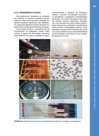 ThalesPassosdeAndrade,PedroFilipeRibeiroAraújo,MarianaBezerraCoimbraHolandaetal.
143
9.2.4. TREINAMENTO E AJUSTES
Para proporcionar consistência na realização
dos trabalhos, os primeiros exemplares de bei-
jupirá de cultivo comercial foram capturados na
fazenda Aquabravo Aquicultura Ltda. (Beberibe,
CE), através do Engenheiro de Pesca Ricardo Lima,
que permitiu acesso para treinamento da equipe.
As principais técnicas e procedimentos de
Procedimento de Diagnóstico Padrão (PDP)
reúnem o registro de Informações relevantes
sobre histórico do cultivo, qualidade de água,
comportamento e atividade dos indivíduos,
biópsias, necropsia, hematologia (hematócri-
to, hemograma e esfregaço) e histopatológica
[brânquias, rim cranial e (ou) dorsal, baço, fíga-
do, coração, intestino, tegumento, meninges,
etc.]. Os procedimentos para análise bacterio-
lógica (isolamento, purificação e identificação),
outras análises microbiológicas clássicas e (ou)
patologia molecular foram realizadas de acordo
com a necessidade do caso e disponibilidade de
amostras fixadas e (ou) frescas e (ou) congela-
das (Figuras 9.3 a 9.5).
FIGURA 9.3. Coleta de amostras para hematologia (hematócrito, esfregaço e hemograma).
 