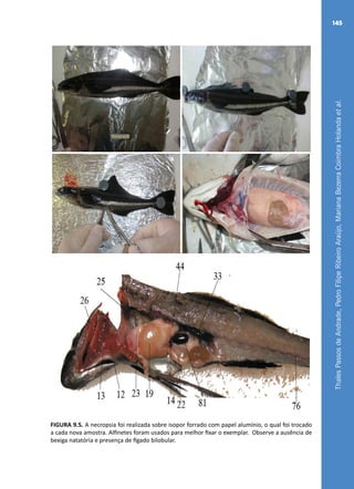 ThalesPassosdeAndrade,PedroFilipeRibeiroAraújo,MarianaBezerraCoimbraHolandaetal.
145
FIGURA 9.5. A necropsia foi realizada sobre isopor forrado com papel alumínio, o qual foi trocado
a cada nova amostra. Alfinetes foram usados para melhor fixar o exemplar. Observe a ausência de
bexiga natatória e presença de fígado bilobular.
 