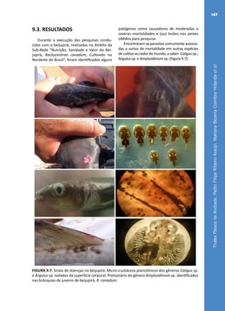ThalesPassosdeAndrade,PedroFilipeRibeiroAraújo,MarianaBezerraCoimbraHolandaetal.
147
9.3. RESULTADOS
Durante a execução das pesquisas condu-
zidas com o beijupirá, realizadas no âmbito da
Sub-Rede “Nutrição, Sanidade e Valor do Bei-
jupirá, Rachycentron canadum, Cultivado no
Nordeste do Brasil”, foram identificados alguns
patógenos como causadores de moderadas a
severas mortalidades e (ou) lesões nos peixes
obtidos para pesquisa.
Encontraram-se parasitas comumente associa-
das a surtos de mortalidade em outras espécies
decultivoaoredordomundo,asaber:Caligussp.;
Argulus sp. e Amyloodinium sp. (Figura 9.7).
FIGURA 9.7. Sinais de doenças no beijupirá. Micro crustáceos planctônicos dos gêneros Caligus sp.
e Argulus sp. isolados da superfície corporal. Protozoário do gênero Amyloodinium sp. identificados
nas brânquias de juvenis de beijupirá, R. canadum.
 