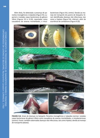 ESTABELECIMENTODEPROCEDIMENTOSDEDIAGNÓSTICOPADRÃOEPRINCIPAIS
ENFERMIDADESEMJUVENISDOBEIJUPIRÁ,Rachycentroncanadum(LINNAEUS,1766)
148
Além disto, foi detectada a presença de pa-
rasitos monogênicos e isópodos (Figura 9.8, su-
perior) e isoladas cepas bacterianas do gênero
Vibrio (Figuras 9.9 e 9.10), reportadas como
causadoras de severas mortalidades, e mico-
bacterioses (Figura 9.8, centro). Devido ao ma-
nejo de transporte de juvenis de beijupirá, fo-
ram identificadas doenças não infecciosas, tais
como a hipóxia (Figura 9.8, inferior), além da
ocorrência de canibalismo (Figura 9.10).
FIGURA 9.8. Sinais de doenças no beijupirá. Parasitos monogênicos e isópodos (acima). Isoladas
cepas bacterianas do gênero Vibrio como causadoras de severas mortalidades, e micobacterioses
(centro). Foram também observadas doenças não infecciosas, tais como hipóxia, devido ao manejo
de transporte (abaixo).
 