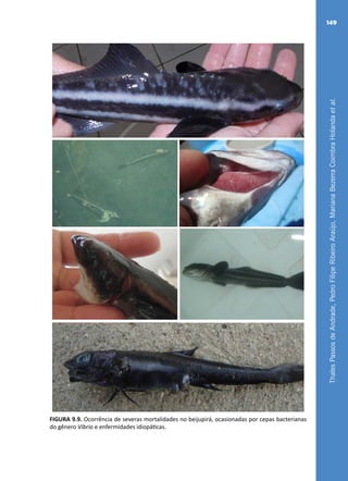 ThalesPassosdeAndrade,PedroFilipeRibeiroAraújo,MarianaBezerraCoimbraHolandaetal.
149
FIGURA 9.9. Ocorrência de severas mortalidades no beijupirá, ocasionadas por cepas bacterianas
do gênero Vibrio e enfermidades idiopáticas.
 
