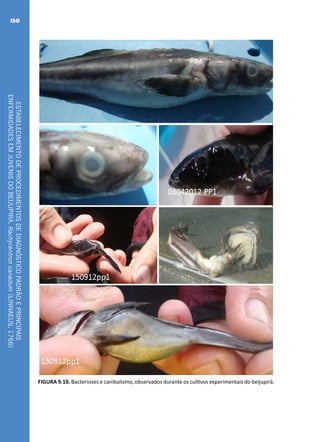 ESTABELECIMENTODEPROCEDIMENTOSDEDIAGNÓSTICOPADRÃOEPRINCIPAIS
ENFERMIDADESEMJUVENISDOBEIJUPIRÁ,Rachycentroncanadum(LINNAEUS,1766)
150
FIGURA 9.10. Bacterioses e canibalismo, observados durante os cultivos experimentais do beijupirá.
 