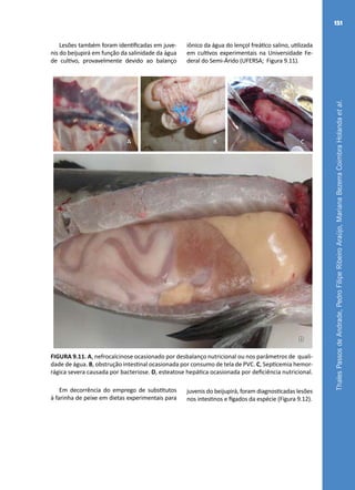 ThalesPassosdeAndrade,PedroFilipeRibeiroAraújo,MarianaBezerraCoimbraHolandaetal.
151
Lesões também foram identificadas em juve-
nis do beijupirá em função da salinidade da água
de cultivo, provavelmente devido ao balanço
iônico da água do lençol freático salino, utilizada
em cultivos experimentais na Universidade Fe-
deral do Semi-Árido (UFERSA; Figura 9.11).
A B C
D
FIGURA 9.11. A, nefrocalcinose ocasionado por desbalanço nutricional ou nos parâmetros de quali-
dade de água. B, obstrução intestinal ocasionada por consumo de tela de PVC. C, Septicemia hemor-
rágica severa causada por bacteriose. D, esteatose hepática ocasionada por deficiência nutricional.
Em decorrência do emprego de substitutos
à farinha de peixe em dietas experimentais para
juvenis do beijupirá, foram diagnosticadas lesões
nos intestinos e fígados da espécie (Figura 9.12).
 