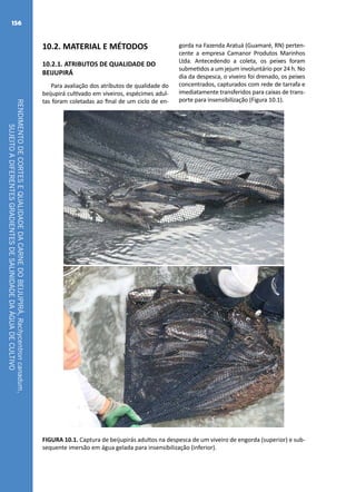 RENDIMENTODECORTESEQUALIDADEDACARNEDOBEIJUPIRÁ,Rachycentroncanadum,
SUJEITOADIFERENTESGRADIENTESDESALINIDADEDAÁGUADECULTIVO
156
10.2. MATERIAL E MÉTODOS
10.2.1. ATRIBUTOS DE QUALIDADE DO
BEIJUPIRÁ
Para avaliação dos atributos de qualidade do
beijupirá cultivado em viveiros, espécimes adul-
tas foram coletadas ao final de um ciclo de en-
gorda na Fazenda Aratuá (Guamaré, RN) perten-
cente a empresa Camanor Produtos Marinhos
Ltda. Antecedendo a coleta, os peixes foram
submetidos a um jejum involuntário por 24 h. No
dia da despesca, o viveiro foi drenado, os peixes
concentrados, capturados com rede de tarrafa e
imediatamente transferidos para caixas de trans-
porte para insensibilização (Figura 10.1).
FIGURA 10.1. Captura de beijupirás adultos na despesca de um viveiro de engorda (superior) e sub-
sequente imersão em água gelada para insensibilização (inferior).
 