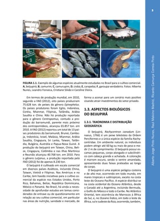 AlbertoJorgePintoNunes,RaulMalvinoMadrid,RicardoCamurçaCorreiaPinto
3
FIGURA 1.1. Exemplo de algumas espécies atualmente estudadas no Brasil para o cultivo comercial.
A, beijupirá; B, camurim; C, camurupim, D, cioba; E, carapeba; F, garoupa-verdadeira. Fotos: Alberto
Nunes, Leandro Fonseca, Cristiane Silvão e Caroline Vieira.
Em termos de produção mundial, em 2010,
segundo a FAO (2012), oito países produziram
75.628 ton. de peixes do gênero Epinephelus.
Os países produtores foram Egito, Indonésia,
Coréia, Mianmar, Filipinas, Tailândia, Arábia
Saudita e China. Não há produção reportada
para o gênero Centropomus, contudo a pro-
dução do barramundi, parente mais próximo
dos centropomídeos, alcançou 65.857 ton. em
2010. A FAO (2012) reportou um total de 13 paí-
ses produtores do barramundi, Brunei, Cambo-
ja, Indonésia, Israel, Malásia, Mianmar, Arábia
Saudita, Cingapura, Sri Lanka, Taiwan, Tailân-
dia, Bulgária, Austrália e Papua-Nova Guiné. A
produção do beijupirá em Taiwan, China, Beli-
ze, Cingapura, Colômbia e nas Ilhas Martinica
e Reunião alcançou 40.768 ton. em 2010. Para
o gênero Lutjanus, a produção reportada pela
FAO (2012) foi de apenas 8.230 ton.
O beijupirá é cultivado em escala comercial
em diversos países Asiáticos, incluindo China,
Taiwan, Vietnã e Filipinas. Nas Américas e no
Caribe, tem havido iniciativas para o cultivo co-
mercial da espécie nos Estados Unidos, Porto
Rico, Bahamas, Belize, República Dominicana,
México e Panamá. No Brasil, há ainda a neces-
sidade de aprofundar estudos em temas consi-
derados de entrave ou de questionamento em
relação ao seu cultivo comercial, em particular
nas áreas de nutrição, sanidade e mercado, de
forma a acenar para um cenário mais positivo
visando atrair investimentos do setor privado.
1.3. ASPECTOS BIOLÓGICOS
DO BEIJUPIRÁ
1.3.1. TAXONOMIA E DISTRIBUIÇÃO
GEOGRÁFICA
O beijupirá, Rachycentron canadum (Lin-
naeus, 1766) é um peixe teleósteo da Ordem
Perciformes e a única espécie da família Rachy-
centridae. Em ambiente natural, os indivíduos
podem atingir até 60 kg ou mais de peso e me-
dir 2 m de comprimento. O beijupirá possui es-
camas pequenas, corpo alongado e subcilíndri-
co com cabeça grande e achatada. A coloração
é marrom escuro, sendo o ventre amarelado,
apresentando duas faixas prateadas ao longo
do corpo.
O beijupirá é uma espécie pelágica costeira
e de alto mar, ocorrendo em todo mundo, em
mares tropicais e subtropicais, exceto na costa
leste do Oceano Pacífico. A espécie distribui-se
na costa ocidental do Oceano Atlântico, desde
o Canadá até a Argentina, incluindo Bermuda,
o Golfo do México e todo o Caribe. No Atlântico
Oriental, tem ocorrência do Marrocos à África
do Sul, e, no Oceano Índico, em todo o leste da
África, sul e sudeste da Ásia, ocorrendo, também,
A B C
FED
 