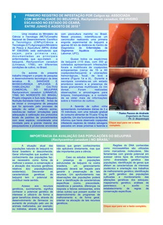 PRIMEIRO REGISTRO DE INFESTAÇÃO POR Caligus sp. ASSOCIADA
COM MORTALIDADE DO BEIJUPIRÁ, Rachycentrum canadum, EM VIVEIRO
ESCAVADO NO ESTADO DO CEARÁ,
ENTRE JUNHO E AGOSTO DE 2010 *
Uma iniciativa do Ministério de
Ciência e Tecnologia (MCT)/Conselho
Nacional de Desenvolvimento Científico
e Tecnológico (CNPq)/Ciência e
Tecnologia (CT)-Agronegócio/Ministério
de Pesca e Aquicultura (MPA) (Edital
Nº 036/2009) está estimulando que
s e j a m , p e l a p r i m e i r a v e z ,
d o c u m e n t a d a s a s p r i n c i p a i s
enfermidades que aço-metem o
beijupirá, Rachycentrum canadum
(Linnaeus, 1766), em diferentes
condições de cultivo, no Brasil.
Os autores do presente
trabalho integram o projeto de pesquisa
e desenvolvimento tecnológico da área
temática B: SANIDADE E
BIOSEGURANÇA APLICADA À
VIABILIZAÇÃO DO CULTIVO
COMERCIAL DO BEIJUPIRÁ
Rachycentrum canadum (LINNAEUS,
1766) NO NORDESTE DO BRASIL/
Projeto integrado à Sub-rede: Beijupirá-
Nutrição-Sanidade-Valor-NE. Antes de
se iniciar o cronograma de pesquisa
que foi aprovado pelo processo de
seleção do edital referido acima,
resolveu-se realizar simulações para
adequação e calibração dos protocolos
locais de padrões de procedimentos
com essa espécie, considerada uma
novidade para a grande maioria dos
pesquisadores e produtores envolvidos
com piscicultura marinha no Brasil.
Nesse processo, indentificou-se um
carcinicultor realizando uma primeira
engorda experimental do beijupirá a
apenas 60 km de distância do Centro de
Diagnóstico de Enfermidades de
Organismos Aquáticos (Cedecam-
Labomar, UFC).
Quase todos os espécimes
de beijupirá (110 dias, com 350 g)
coletados apresentavam infestações
focais a multifocais de copépodes
ectoparasitas (cerca de 15 a 60
copépodes/beijupirá) e ulcerações
hemorrágicas, focal, de leve a
severa (Figura 1a e b). Durante a
necrópsia constatou-se um estado
anoréxico severo e a presença de
leves granulomas multifocais no rim
dorsal. Foram realizadas
observações e amostragens para
biópsia, histopatologia, e o cuidado
de se obter mais de informações
sobre o histórico do cultivo.
A fazenda de cultivo vinha
apresentando mortalidades diárias de 3 a
15 indivíduos, com uma redução gradual
do consumo alimentar de 70 para 10 kg de
ração/dia. Um dos funcionários da fazenda
informou que havia observado copépodes
infestando espécies de robalos selvagens
pescados em áreas próximas à fazenda e
básicos que geram conhecimentos
não aplicáveis diretamente, mas que
são importantes para a ciência.
Caso os estudos determinem
a presença de populações
estruturadas de beijupirá na costra
brasileira, um gerenciamento
adequado deverá ser traçado para
garantir a preservação de tais
recursos. Um aprofundamento nas
observações das populações poderá
levar a identificação de características
específicas (como, precocidade,
resistência a parasitos, diferenças na
resposta a fatores estressantes, entre
várias outras) que possam auxiliar no
desenvolvimento de programas de
melhoramento e, de forma geral,
orientar na alocação de tais recursos
genéticos.
A situação atual das
populações naturais de beijupirá no
litoral brasileiro é desconhecida.
Gerar informações que auxiliem no
conhecimento das populações faz-
se necessário como forma de
melhorar o acesso, a conservação e
a alocação dos recursos genéticos
relativos à(s) população(ções)
existente(s). Desvendar as
características genéticas do
beijupirá tem o potencial de
contribuir neste sentido.
Acesso aos recursos
genéticos, sucintamente, significa
conhecer o potencial genético de
interesse e utilizá-lo de forma a
gerar benefícios diretos, através do
desenvolvimento de fármacos ou
aumento de produção pelo uso de
animais melhorados, por exemplo;
ou indiretos, através dos estudos
3
IMPORTÂNCIA DA AVALIAÇÃO DAS POPULAÇÕES DO BEIJUPIRÁ
(Rachycentron canadum ) NO BRASIL*
Regiões do DNA conhecidas
como microssatélites são utilizadas
como marcadores moleculares. São
ferramentas com grande potencial em
acessar vários tipos de informações
como: diversidade genética das
populações; identificação de genes que
afetam as características de interesse
zootécnico e orientação nos trabalhos
de melhoramento genético; identificação
do perfil genético das populações
cultivadas e monitoramento das
alterações genéticas dos estoques;
mapeamento genético; análises de
parentesco; e auxílio no
estabelecimento de regras de
conservação específicas.
Clique aqui para ver o texto completo.
* Thales Passos de Andrade
Engenheiro de Pesca
Ph. D. Biopatologia
Clique aqui para ver o texto
completo.
 